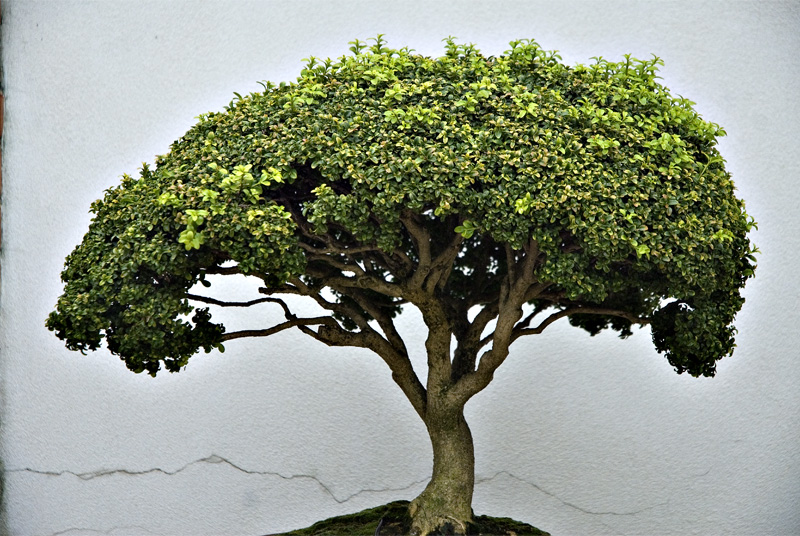 Bonsai tr...